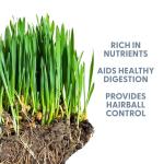 The Cat Ladies 100% Organic Cat Grass Seeds - Cat Grass for Indoor Cats - (Non GMO) 8 oz