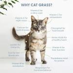 The Cat Ladies 100% Organic Cat Grass Seeds - Cat Grass for Indoor Cats - (Non GMO) 8 oz
