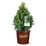 3 Gallon Southern Living Plant Collection Holly Oakland Shrub