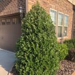 3 Gallon Southern Living Plant Collection Holly Oakland Shrub
