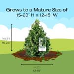 3 Gallon Southern Living Plant Collection Holly Oakland Shrub