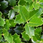 3 Gallon Southern Living Plant Collection Holly Oakland Shrub