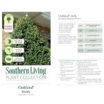 3 Gallon Southern Living Plant Collection Holly Oakland Shrub