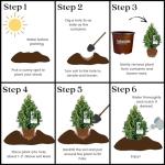 3 Gallon Southern Living Plant Collection Holly Oakland Shrub