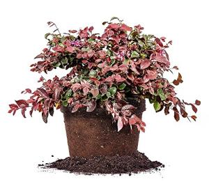 Ruby LOROPETALUM - Size: 1 Gallon, Live Plant, Includes Special Blend Fertilizer & Planting Guide