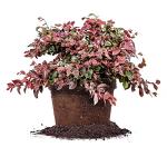 Ruby LOROPETALUM - Size: 1 Gallon, Live Plant, Includes Special Blend Fertilizer & Planting Guide