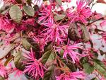 Ruby LOROPETALUM - Size: 1 Gallon, Live Plant, Includes Special Blend Fertilizer & Planting Guide