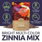 Bulk Zinnia Seeds - California Giants Mix - Bulk 1/4 Pound Bag Over 12,000 Flower Seeds - Mixed Colors and Large Blooms