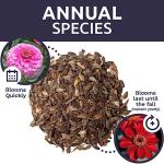 Bulk Zinnia Seeds - California Giants Mix - Bulk 1/4 Pound Bag Over 12,000 Flower Seeds - Mixed Colors and Large Blooms