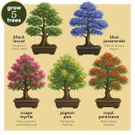 Planter's Choice Bonsai Tree Starter Kit - Unique Gifts for Women, Men - Christmas Gifts for Adults - Indoor Live House Plants - DIY Crafts for Adults Craft Kits - Hobby Gift for Gardening Lovers