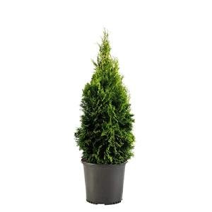 1g Emerald Green Arborvitae