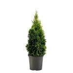 1g Emerald Green Arborvitae