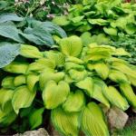 Mixed Color Hosta Plants for Growing - Growers Choice, Easy to Grow Hosta Rootstock (6 Plants)