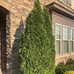 1g Emerald Green Arborvitae
