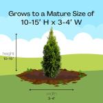 1g Emerald Green Arborvitae