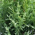 1g Emerald Green Arborvitae