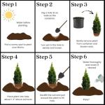 1g Emerald Green Arborvitae