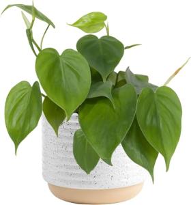 Costa Farms Philodendron Live Plant, Grower's Choice Indoor House Plant, Easy to Grow Vining Houseplant in Decorative Plant Pot, Climbing Trellis, Living Room Home or Office Decor, Birthday Gift