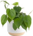 Costa Farms Philodendron Live Plant, Grower's Choice Indoor House Plant, Easy to Grow Vining Houseplant in Decorative Plant Pot, Climbing Trellis, Living Room Home or Office Decor, Birthday Gift