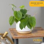 Costa Farms Philodendron Live Plant, Grower's Choice Indoor House Plant, Easy to Grow Vining Houseplant in Decorative Plant Pot, Climbing Trellis, Living Room Home or Office Decor, Birthday Gift
