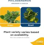 Costa Farms Philodendron Live Plant, Grower's Choice Indoor House Plant, Easy to Grow Vining Houseplant in Decorative Plant Pot, Climbing Trellis, Living Room Home or Office Decor, Birthday Gift