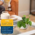 Costa Farms Philodendron Live Plant, Grower's Choice Indoor House Plant, Easy to Grow Vining Houseplant in Decorative Plant Pot, Climbing Trellis, Living Room Home or Office Decor, Birthday Gift