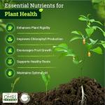 FoxFarm BushDoctor Cal-Mag - Liquid Calcium & Magnesium Supplement, Prevents Blossom End Rot & Tip Burn - Formula with 3% Calcium, 0.9% Magnesium for Gardening- NPK 1-0-0 (Pint)