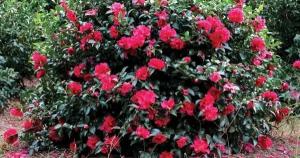 Southern Living October Magic Ruby Camellia, Pink Flowering Shrub, 5 ft Mature Height, USDA Zones 7-9