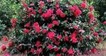 Southern Living October Magic Ruby Camellia, Pink Flowering Shrub, 5 ft Mature Height, USDA Zones 7-9