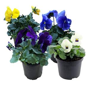 Live Healthy Flowering Pansies - Assorted Colors (4 Plants Per Pack), Beautiful Winter Color, 6" Tall by 4" Wide in 1 Pt Pot