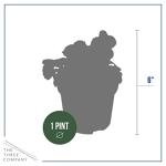 Live Healthy Flowering Pansies - Assorted Colors (4 Plants Per Pack), Beautiful Winter Color, 6" Tall by 4" Wide in 1 Pt Pot