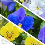 Live Healthy Flowering Pansies - Assorted Colors (4 Plants Per Pack), Beautiful Winter Color, 6" Tall by 4" Wide in 1 Pt Pot