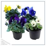 Live Healthy Flowering Pansies - Assorted Colors (4 Plants Per Pack), Beautiful Winter Color, 6" Tall by 4" Wide in 1 Pt Pot
