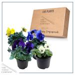 Live Healthy Flowering Pansies - Assorted Colors (4 Plants Per Pack), Beautiful Winter Color, 6" Tall by 4" Wide in 1 Pt Pot