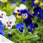 Live Healthy Flowering Pansies - Assorted Colors (4 Plants Per Pack), Beautiful Winter Color, 6" Tall by 4" Wide in 1 Pt Pot