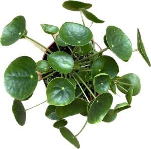 Chinese Money Plant Live - Pilea peperomioides Live Plant | Easy Care Indoor Houseplant | Air Purifying | 4-Inch & 6-inch Pot Available | California Seller (4" Pot, One Small Plant)