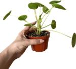 Chinese Money Plant Live - Pilea peperomioides Live Plant | Easy Care Indoor Houseplant | Air Purifying | 4-Inch & 6-inch Pot Available | California Seller (4" Pot, One Small Plant)