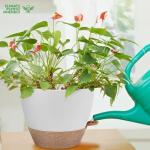 YNNICO 12 Inch Large Self Watering Plant Pot Set, Flower Pots with Multi-Mesh Drainage Holes and Saucer, Suitable for Indoor and Outdoor Garden Plants, White.