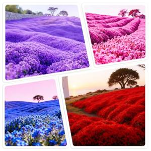 19500+ Creeping Thyme Seeds for Planting Outdoor-Perennial Non-GMO Flowers Plant in Your Home Garden Backyard