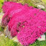 19500+ Creeping Thyme Seeds for Planting Outdoor-Perennial Non-GMO Flowers Plant in Your Home Garden Backyard