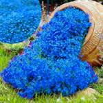 19500+ Creeping Thyme Seeds for Planting Outdoor-Perennial Non-GMO Flowers Plant in Your Home Garden Backyard