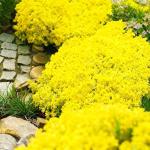 19500+ Creeping Thyme Seeds for Planting Outdoor-Perennial Non-GMO Flowers Plant in Your Home Garden Backyard