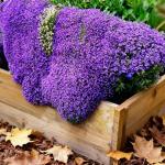 19500+ Creeping Thyme Seeds for Planting Outdoor-Perennial Non-GMO Flowers Plant in Your Home Garden Backyard