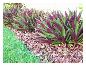 TEN Outdoor Live Plants Special- Oyster Plant Purple & Green - Grows to Medium Height Outdoor Plant- Young Small Plant