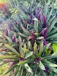 TEN Outdoor Live Plants Special- Oyster Plant Purple & Green - Grows to Medium Height Outdoor Plant- Young Small Plant