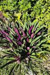 TEN Outdoor Live Plants Special- Oyster Plant Purple & Green - Grows to Medium Height Outdoor Plant- Young Small Plant