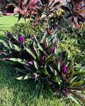 TEN Outdoor Live Plants Special- Oyster Plant Purple & Green - Grows to Medium Height Outdoor Plant- Young Small Plant