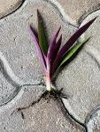 TEN Outdoor Live Plants Special- Oyster Plant Purple & Green - Grows to Medium Height Outdoor Plant- Young Small Plant