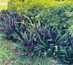 TEN Outdoor Live Plants Special- Oyster Plant Purple & Green - Grows to Medium Height Outdoor Plant- Young Small Plant