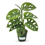 Bumble Plants Monstera Adansonii Real Indoor Plants Live Houseplants [Winter Thermal Packaging Included] | Air Purifier Indoor Plants | Real Plants Decor for Living Room, Office, Desk & Bathroom